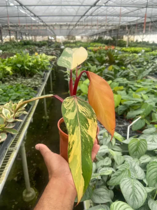 Philodendron Strawberry Shake