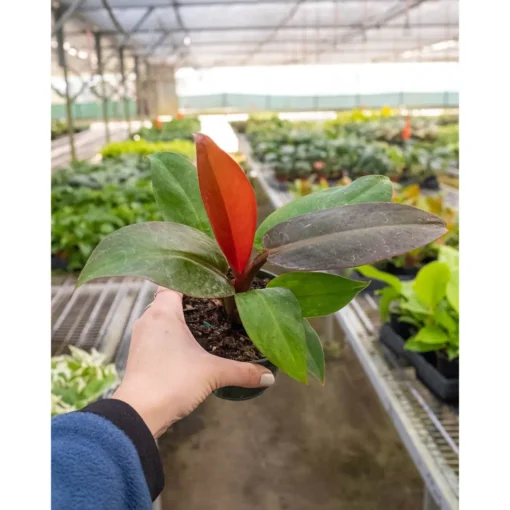 Philodendron Sun Red