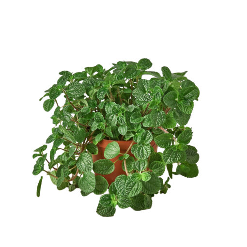 Pilea Crinkle