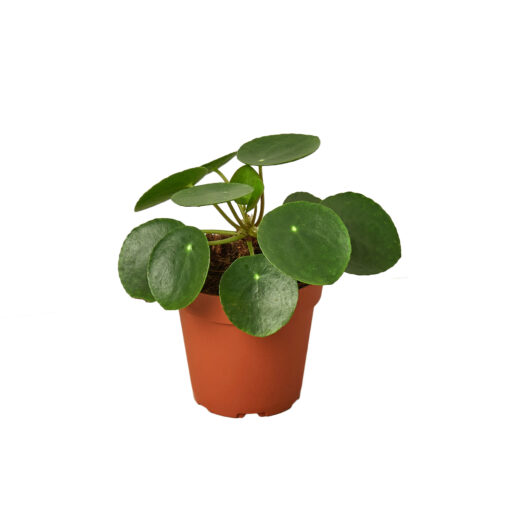 Pilea Peperomiodes