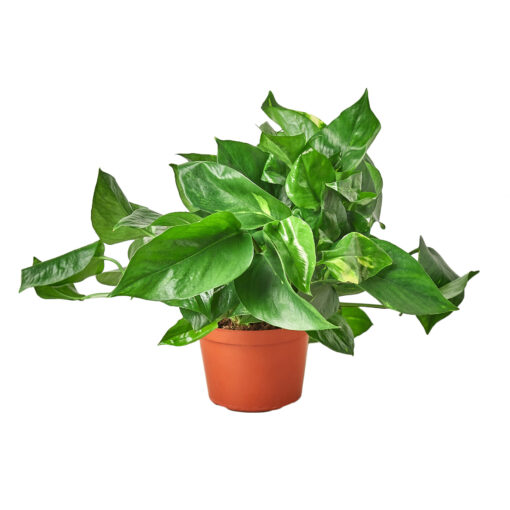 Pothos Golden