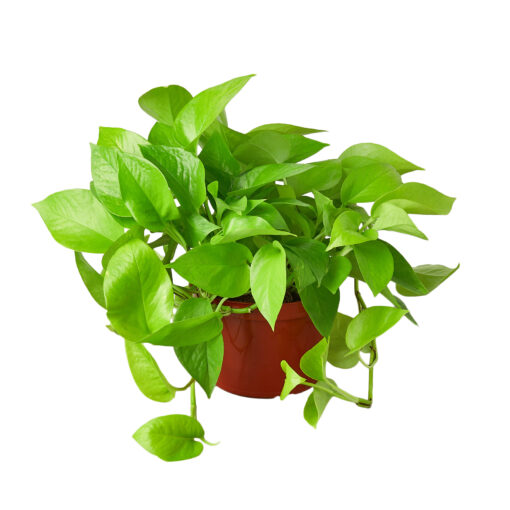 Pothos Neon