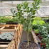 Acacia 'Podalyriifolia' Tree houseplant