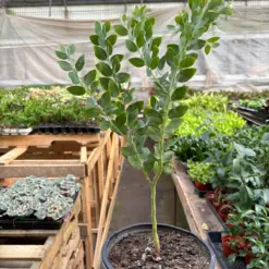Acacia 'Podalyriifolia' Tree houseplant
