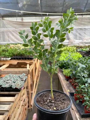 Acacia 'Podalyriifolia' Tree houseplant