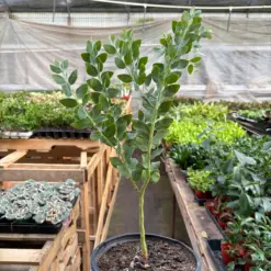 Acacia 'Podalyriifolia' Tree — additional view
