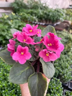 African Violet Pink — additional view