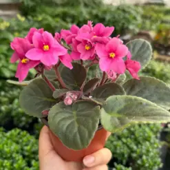 African Violet Pink — additional view