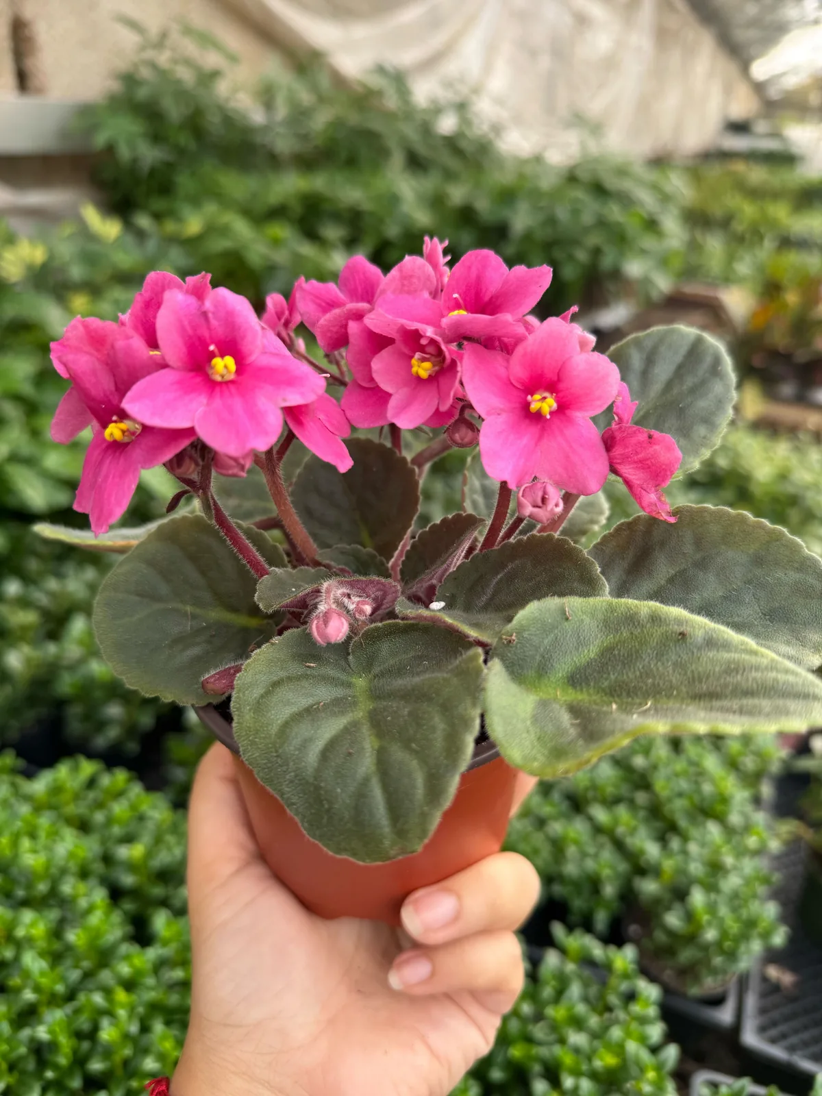 African Violet Pink — additional view