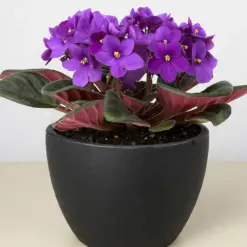 African Violet Pink — additional view