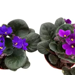 African Violet Pink — square crop