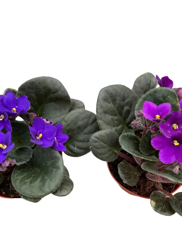 African Violet Pink — square crop