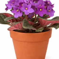African Violet Pink — additional view