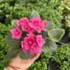 African Violet Purple houseplant