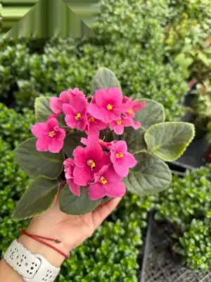 African Violet Purple houseplant