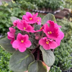 African Violet Purple — additional view