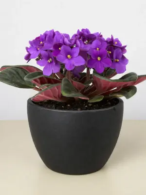 African Violet Purple — additional view