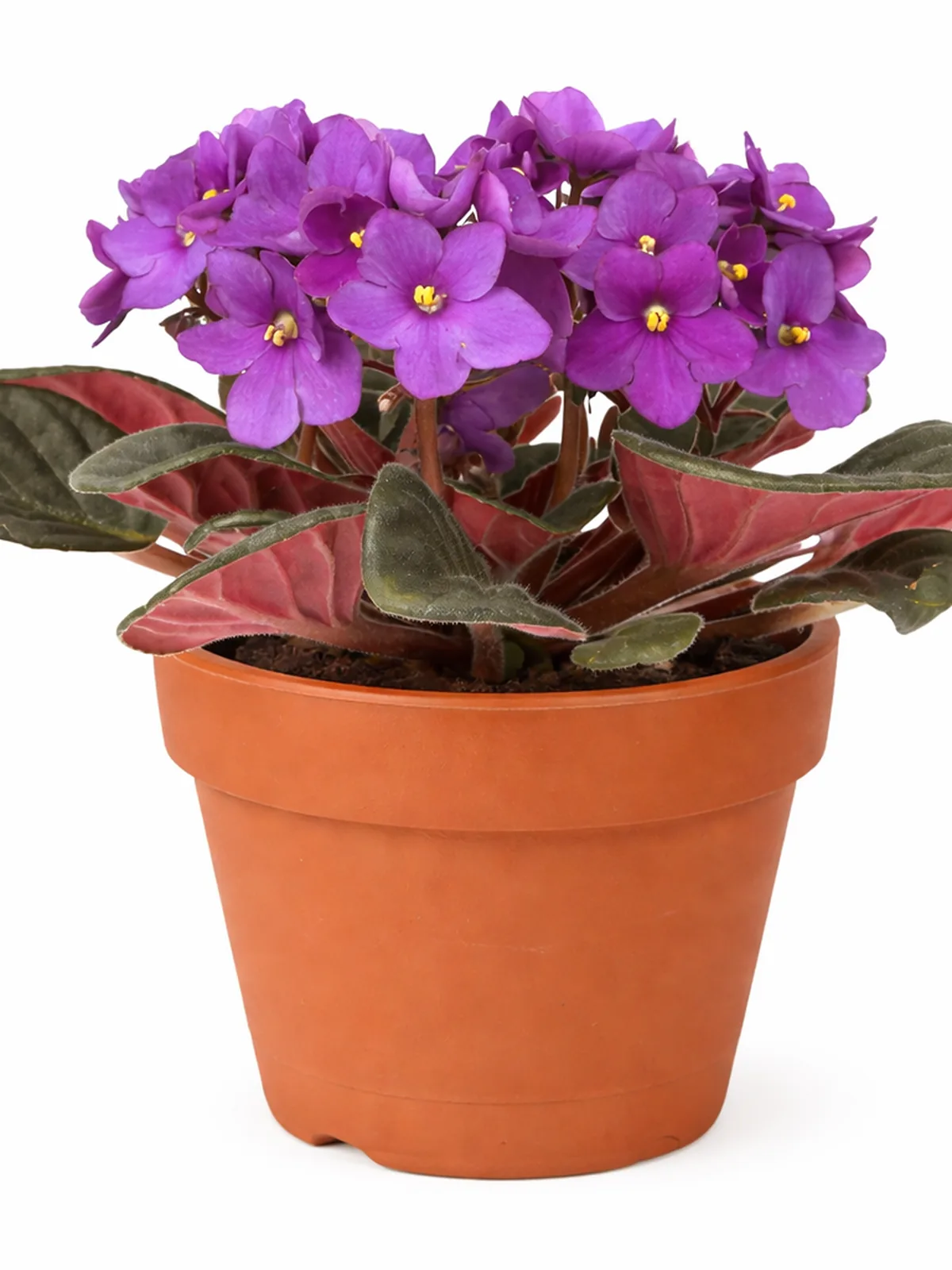 African Violet Purple — additional view