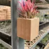 Tillandsia Air Plant Ionantha Guatemala
