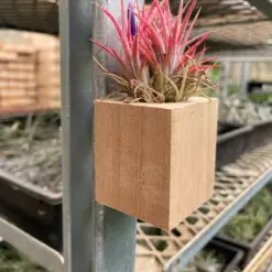 Tillandsia Air Plant Ionantha Guatemala