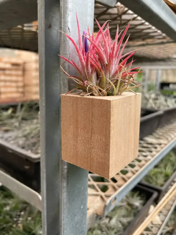 Tillandsia Air Plant Ionantha Guatemala