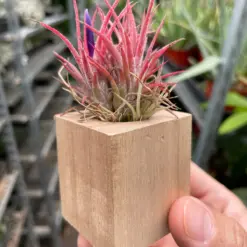 Tillandsia Air Plant Ionantha Guatemala — additional view