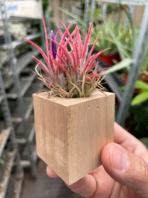 Tillandsia Air Plant Ionantha Guatemala — additional view