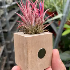 Tillandsia Air Plant Ionantha Guatemala — additional view