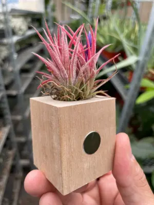 Tillandsia Air Plant Ionantha Guatemala — additional view