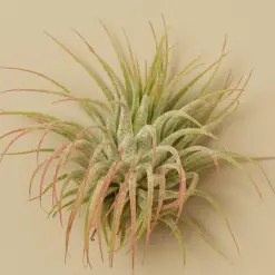 Tillandsia Air Plant Ionantha Guatemala — additional view