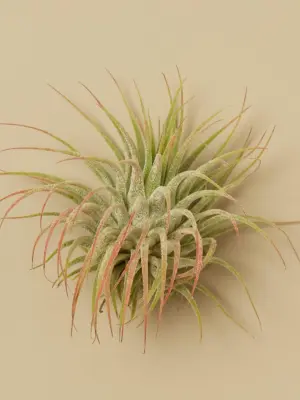Tillandsia Air Plant Ionantha Guatemala — additional view
