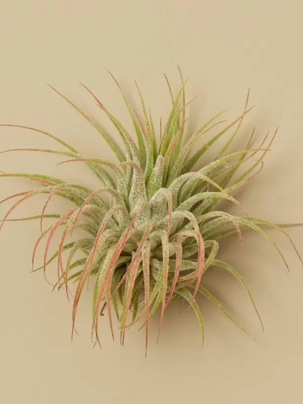 Tillandsia Air Plant Ionantha Guatemala — additional view