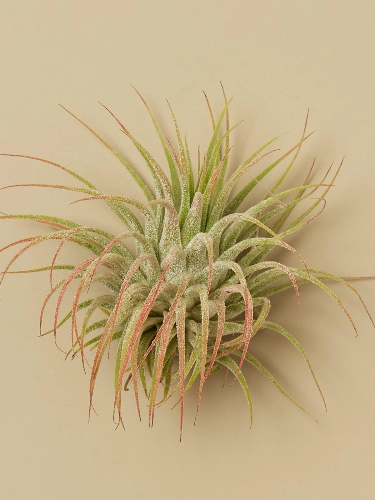 Tillandsia Air Plant Ionantha Guatemala — additional view