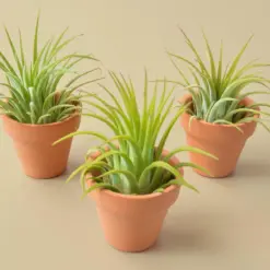 Tillandsia Air Plant Ionantha Guatemala — additional view