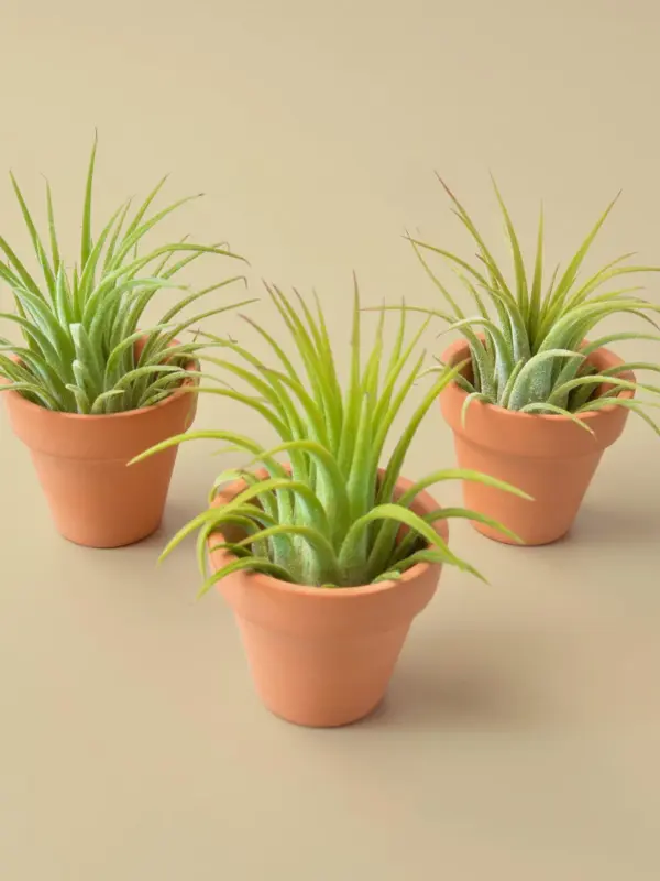 Tillandsia Air Plant Ionantha Guatemala — additional view