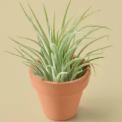Tillandsia Air Plant Ionantha Guatemala — additional view