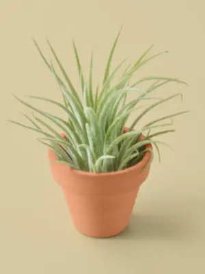Tillandsia Air Plant Ionantha Guatemala — additional view