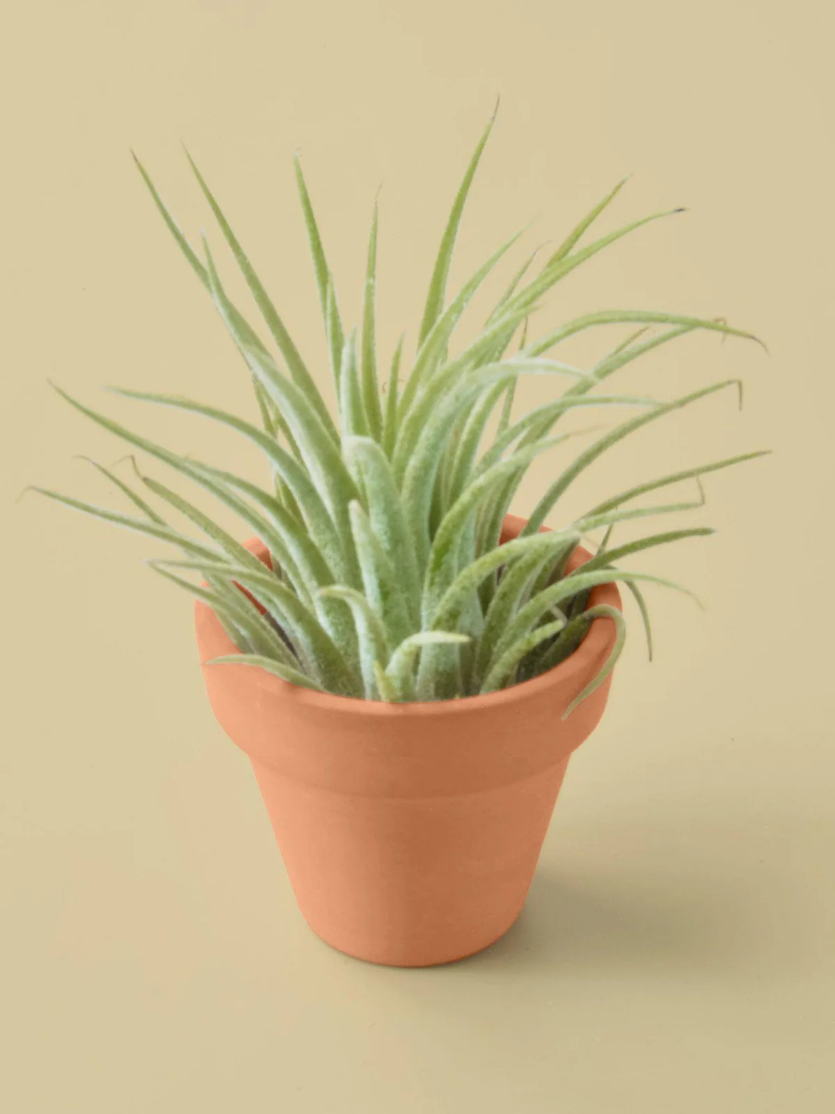 Tillandsia Air Plant Ionantha Guatemala — additional view