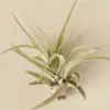 Tillandsia Air Plant Veluntina Velutina