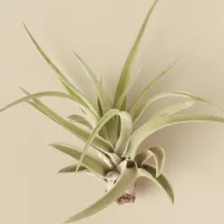 Tillandsia Air Plant Veluntina Velutina