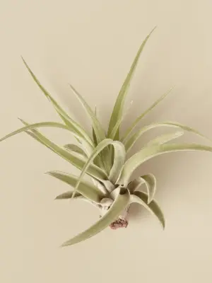 Tillandsia Air Plant Veluntina Velutina
