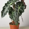 Alocasia Polly 'African Mask' houseplant