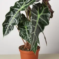 Alocasia Polly 'African Mask' houseplant
