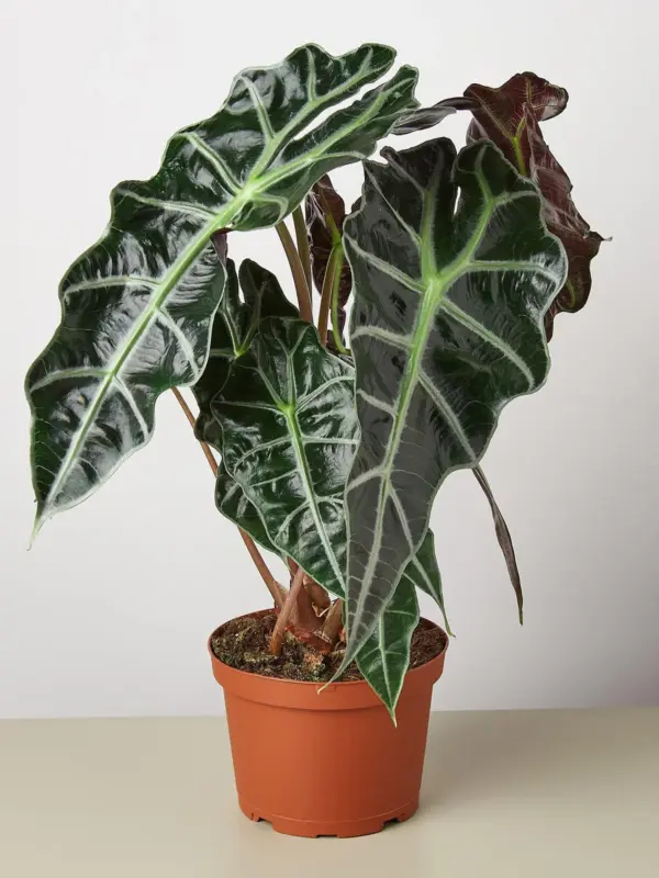 Alocasia Polly 'African Mask' houseplant
