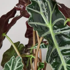 Alocasia Polly 'African Mask' — leaf detail close-up