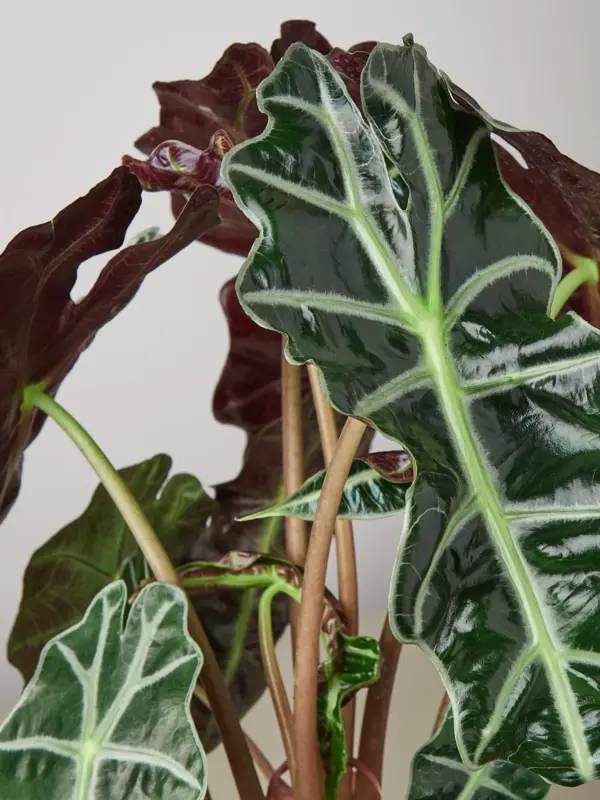 Alocasia Polly 'African Mask' — leaf detail close-up