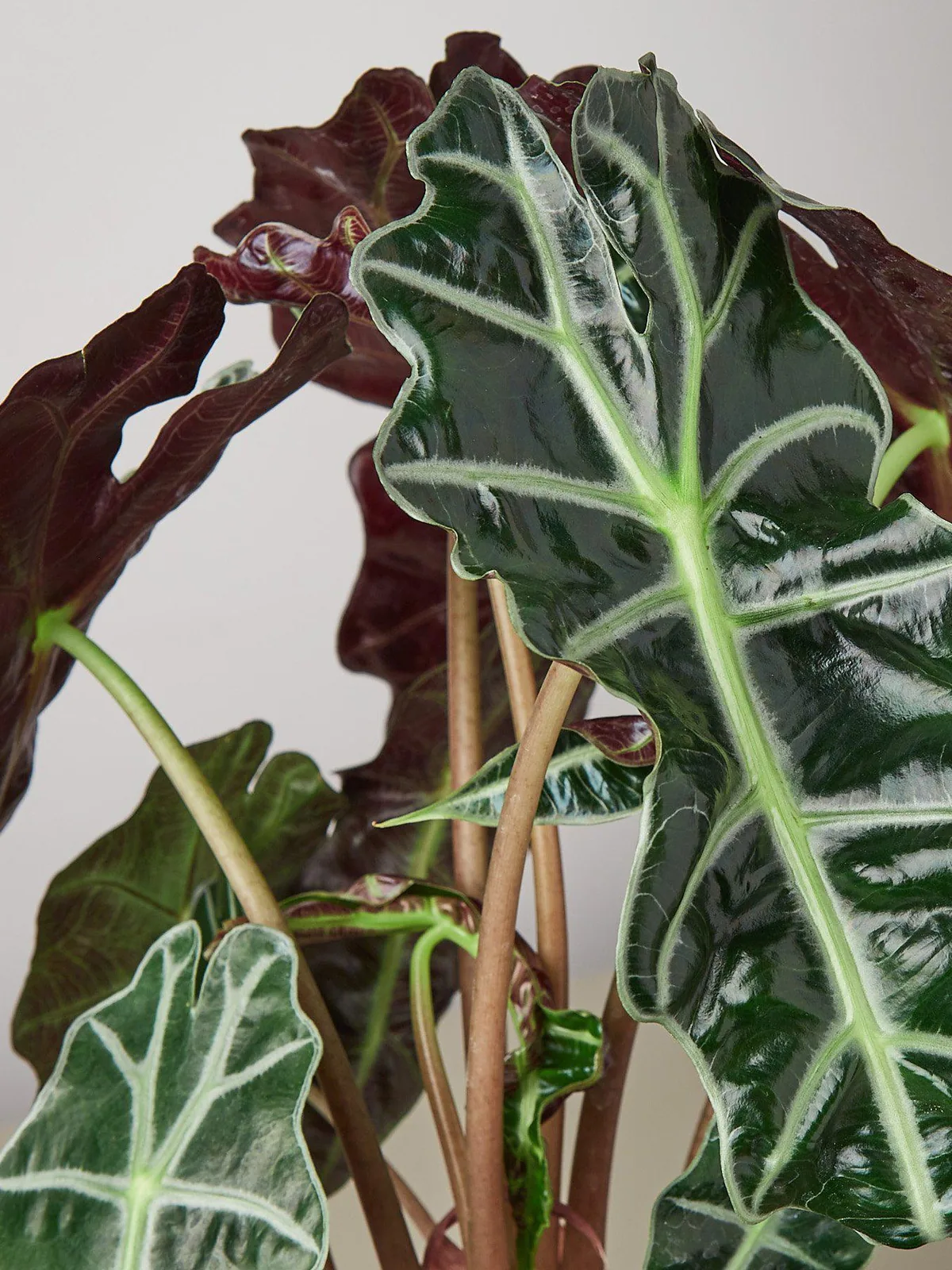 Alocasia Polly 