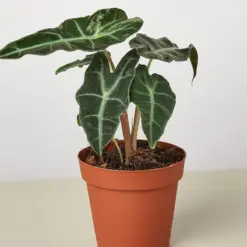 Alocasia Polly 'African Mask' — additional view