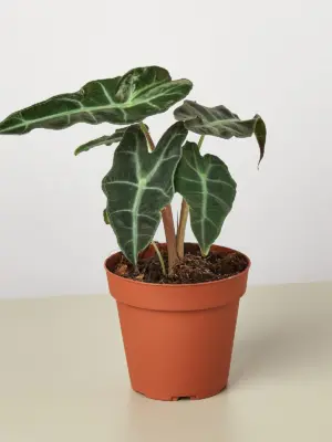 Alocasia Polly 'African Mask' — additional view