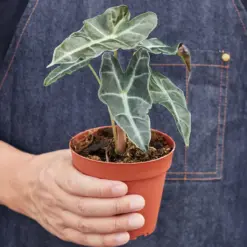 Alocasia Polly 'African Mask' — held in hand for size reference